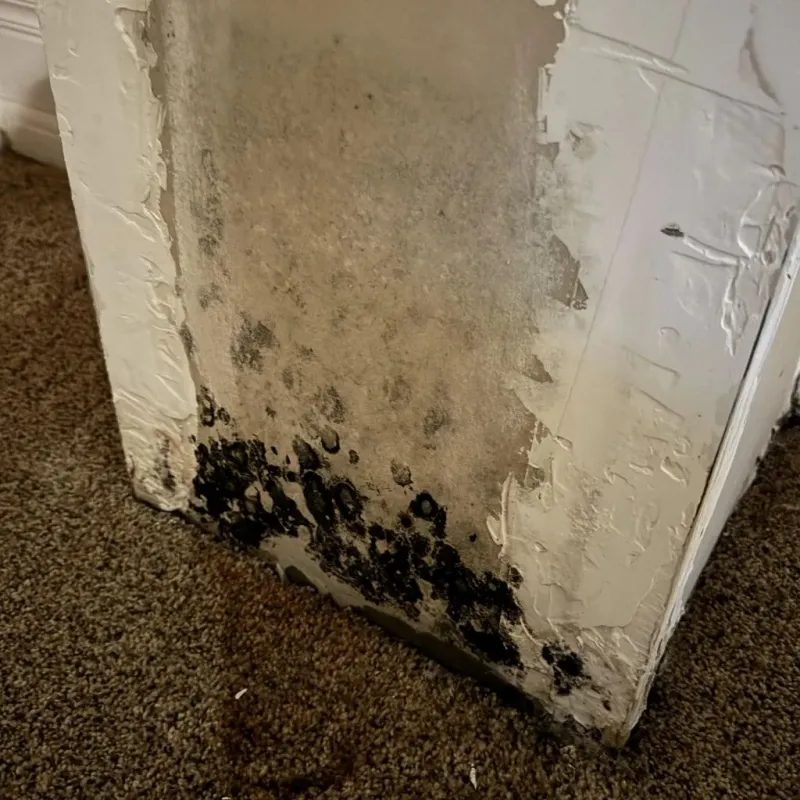 Professional Mold Removal in Trinity County, TX